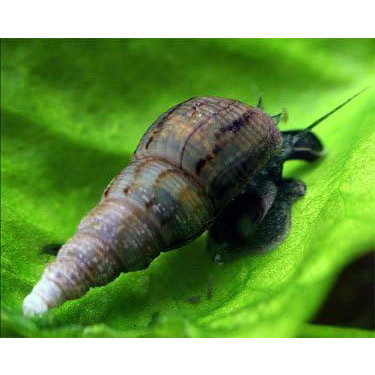 Malaysian Trumpet Snails