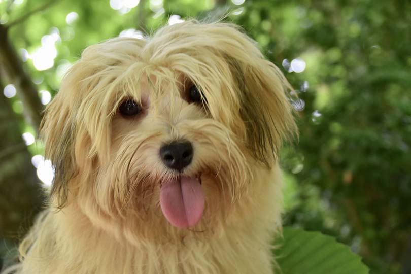 Male Havanese