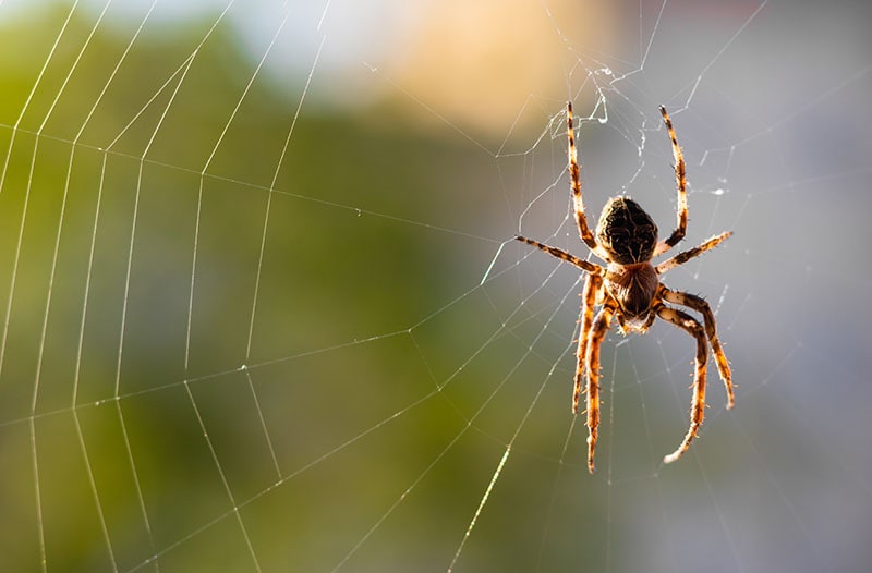 Male bridge spider Larinioides sclopetarius