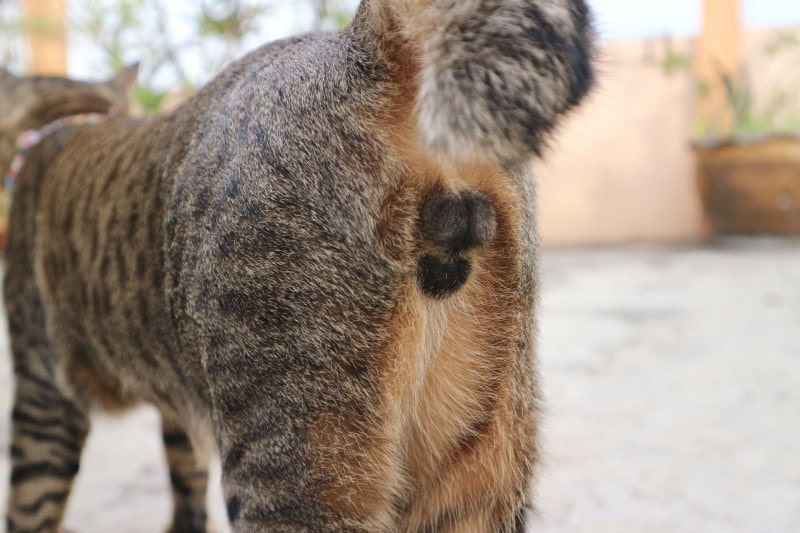 Male cats buttanal