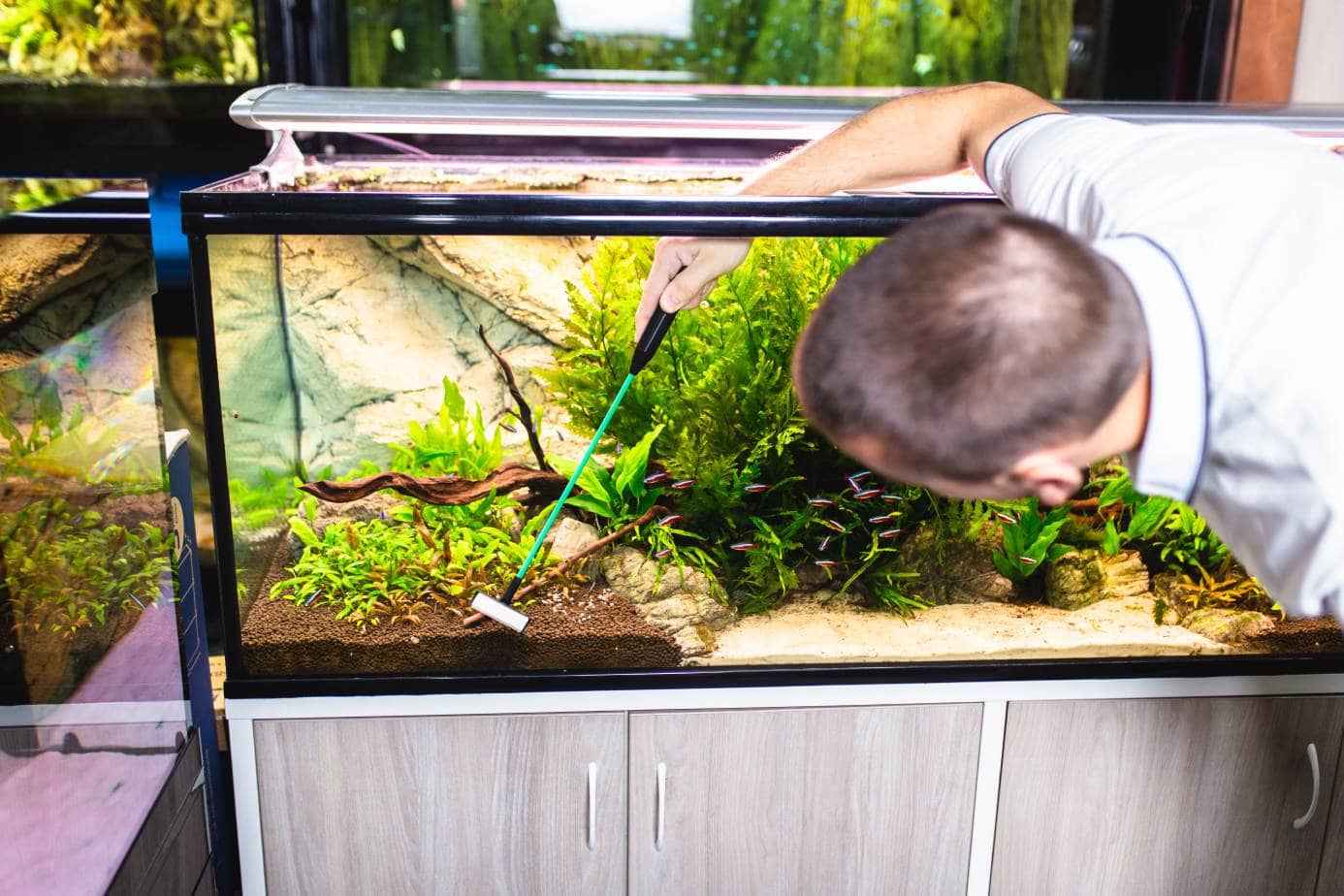 Male cleaning the aquarium