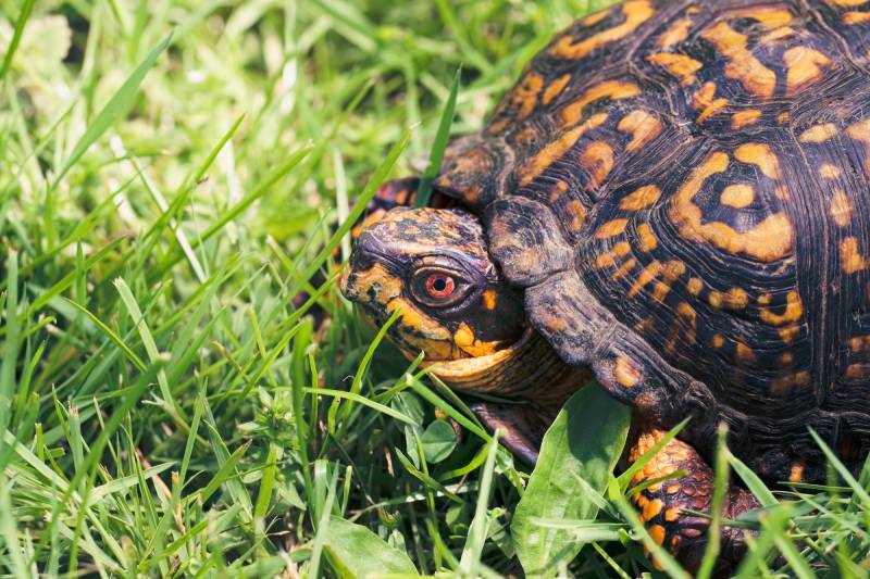 Male red-eyed Eastern Box turtle