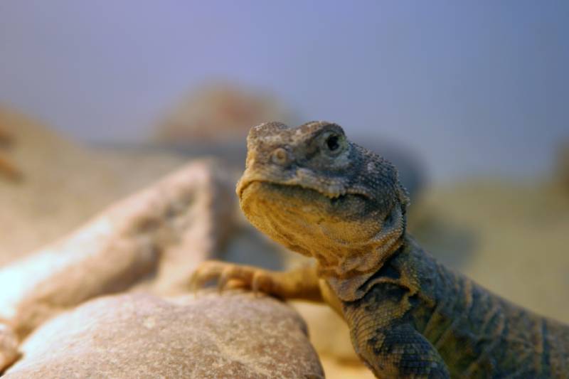 Mali uromastyx "uromastyx malinensis" lizard sits on a rock