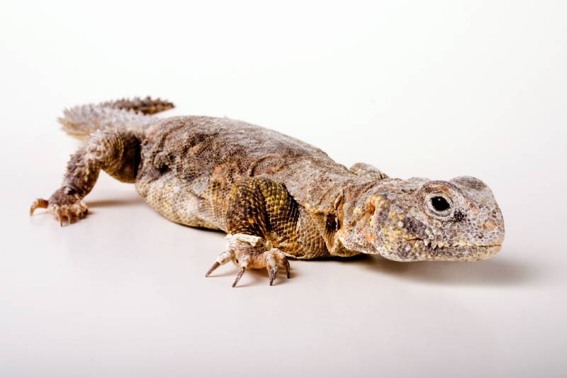 Mali uromastyx