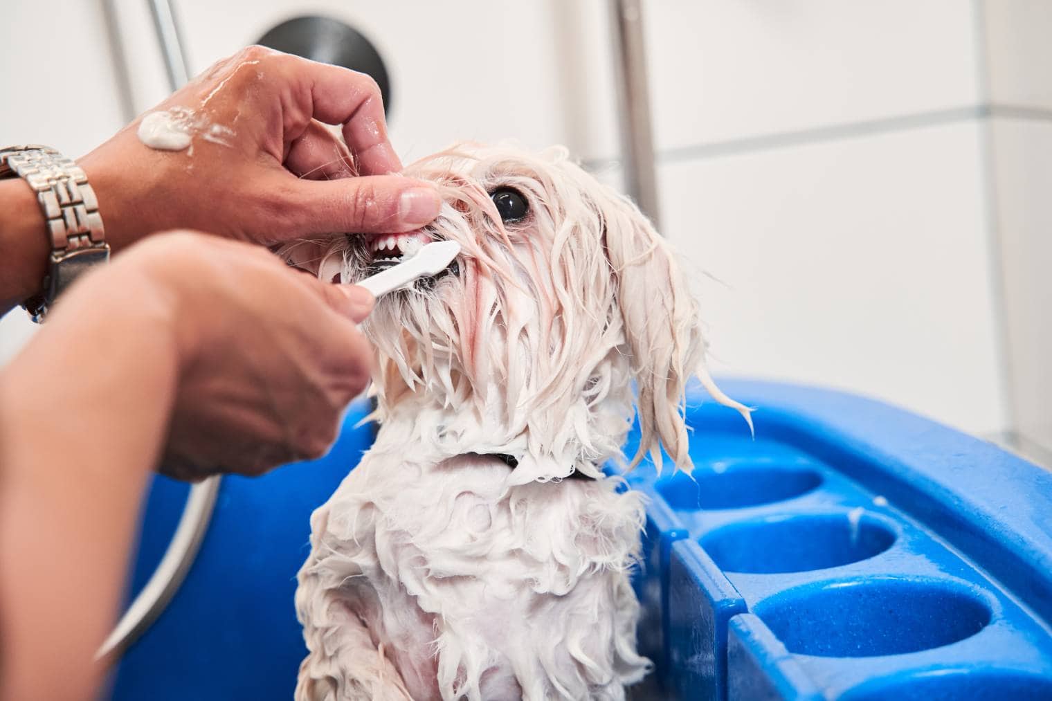 Maltipoo brush teeth