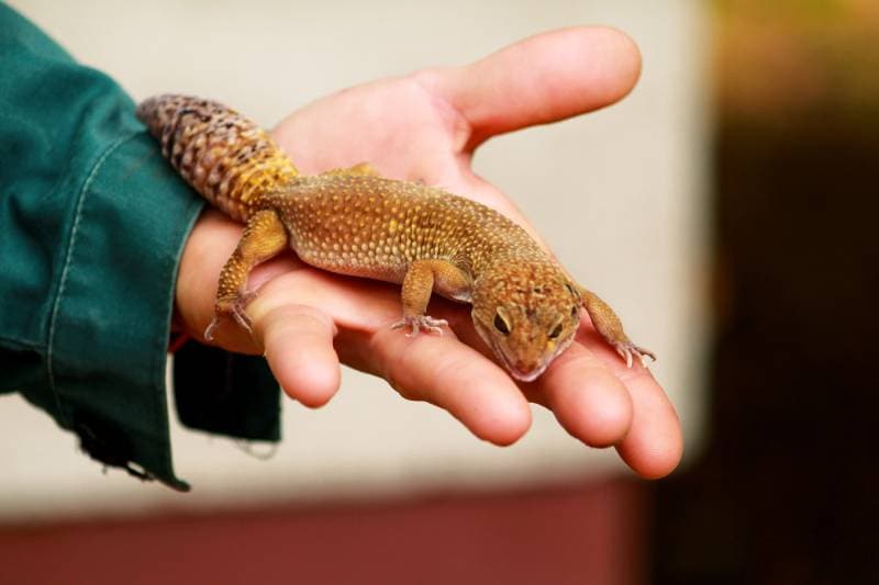 Man holds in hands reptile gecko
