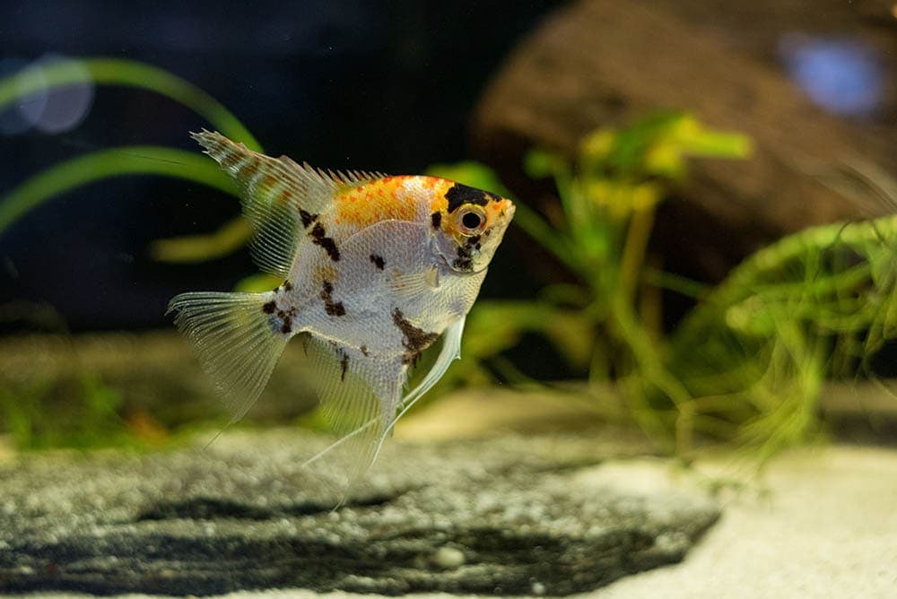 Marble Angelfish