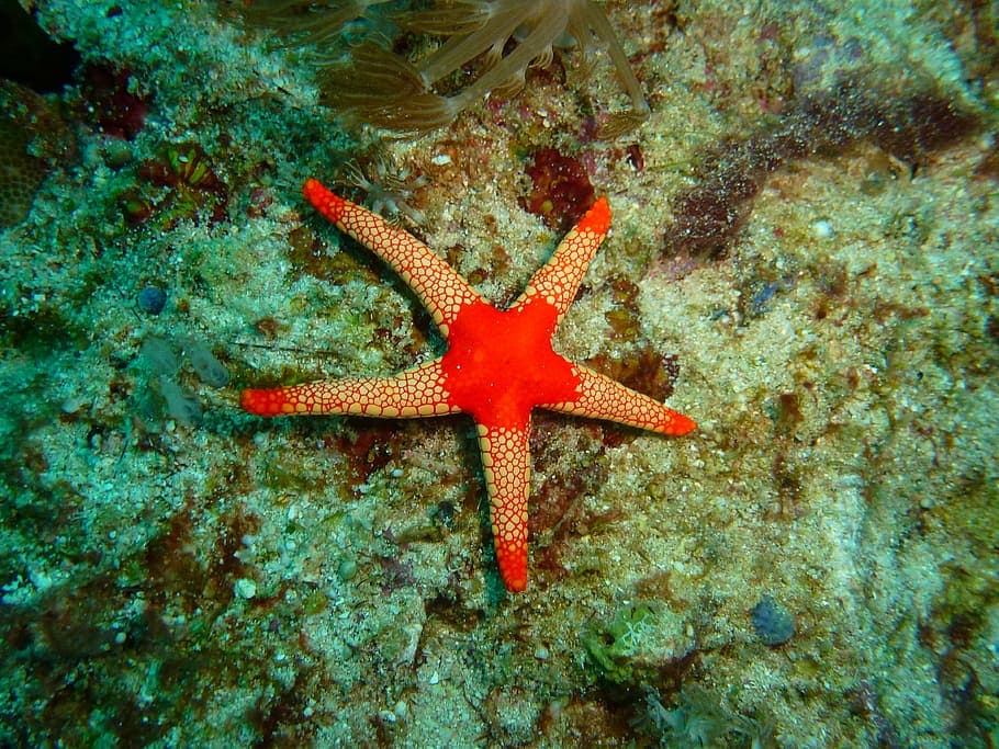 Marble Starfish