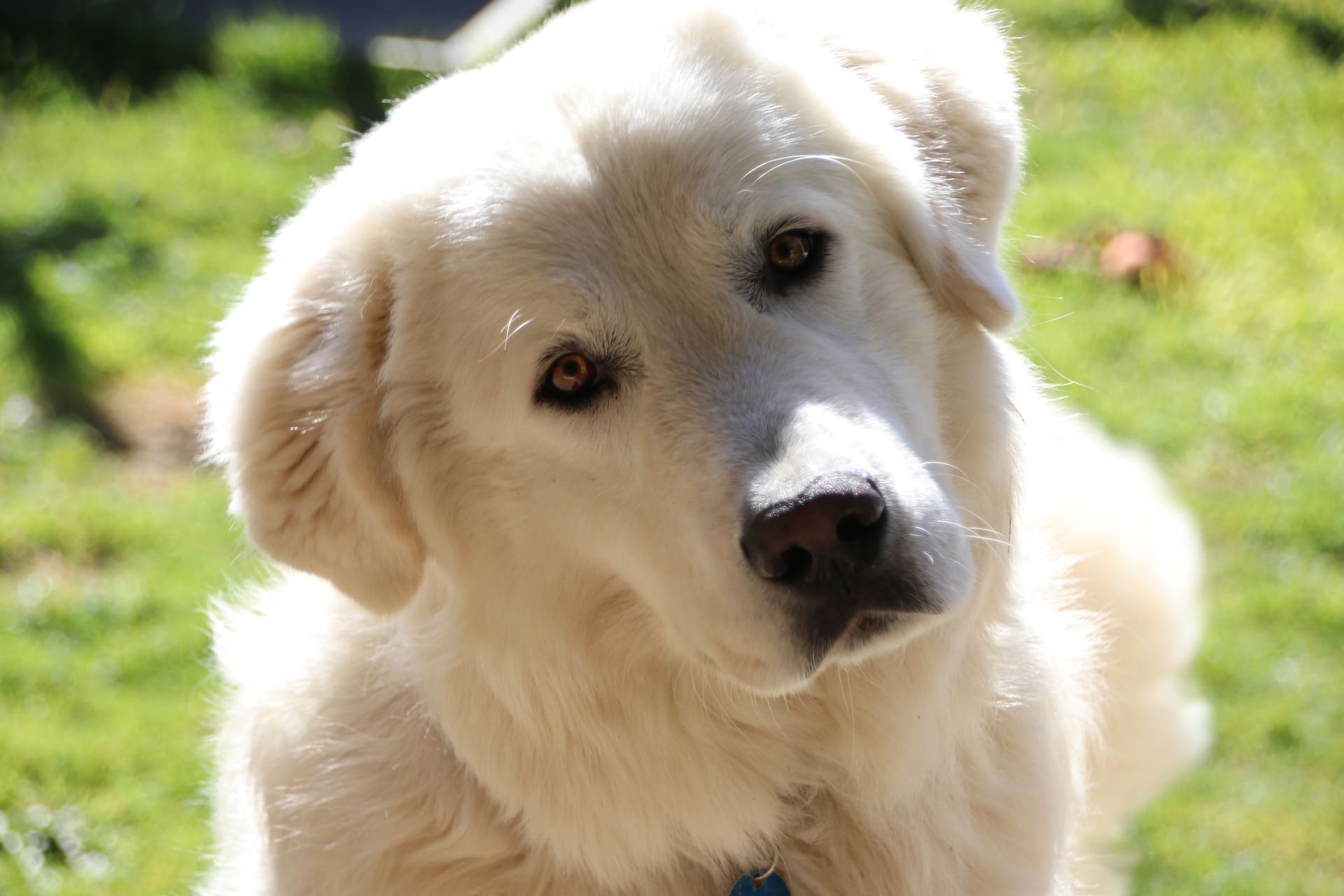 Maremma Sheepdog