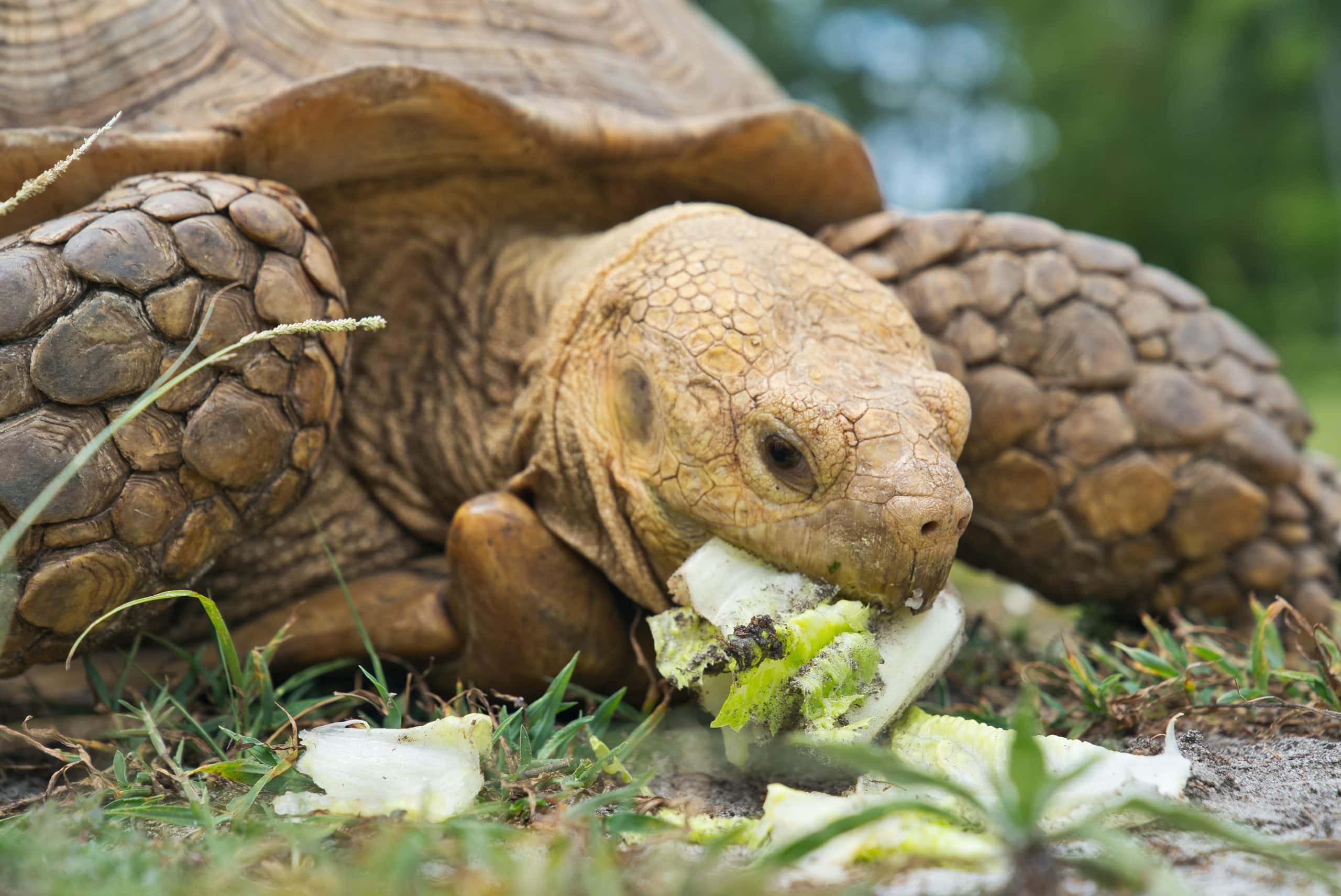 Marginated Tortoise-Unsplash3