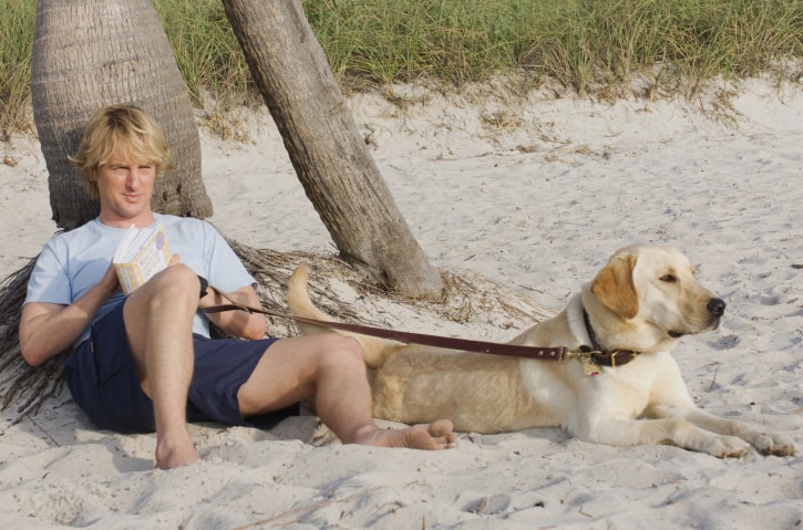 Marley sitting on the beahch woth this owner from the movie Marley and Me