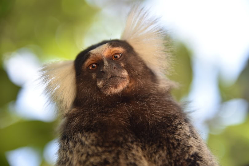Marmoset monkey