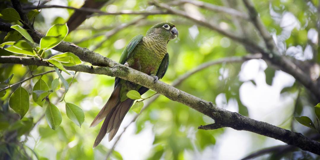 Maroon-Bellied Conure on the tree_Ricardo De Paula Ferreira_Shutterstock