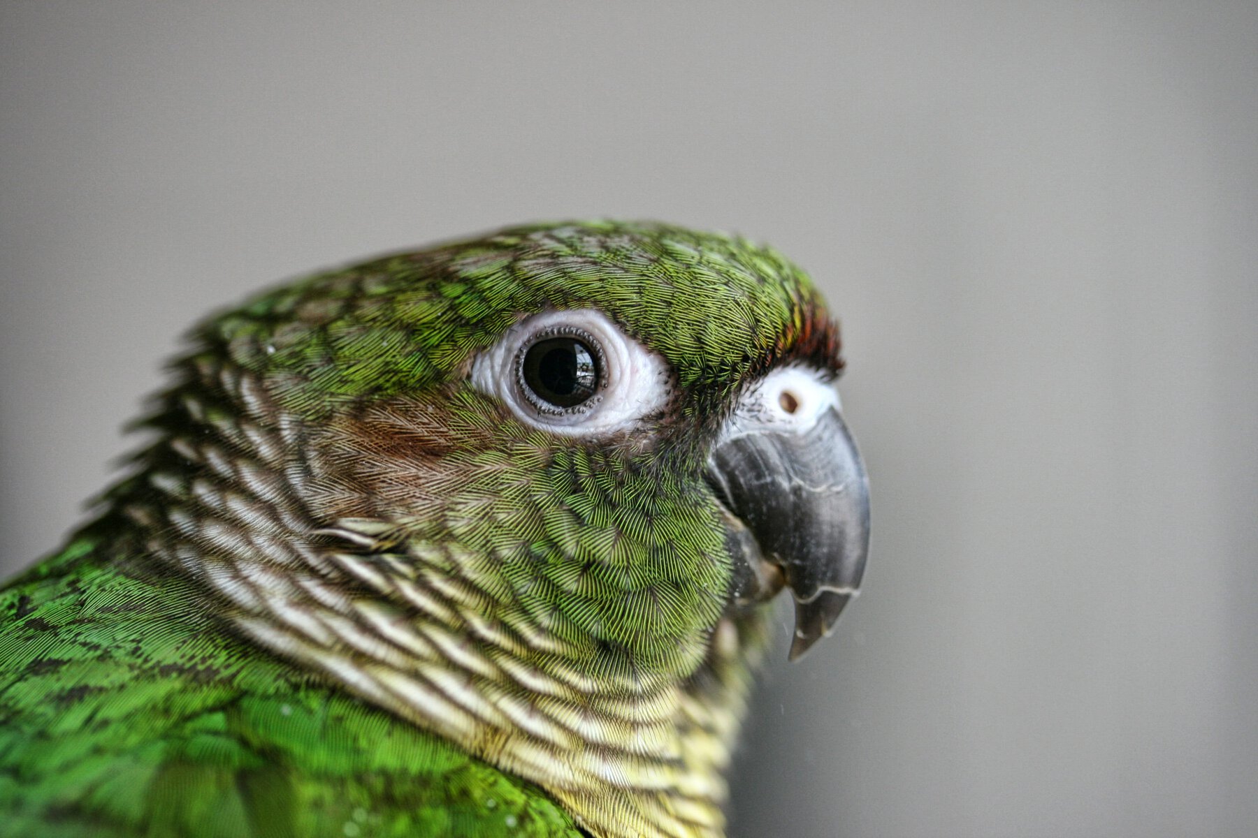 Maroon-bellied,Conure
