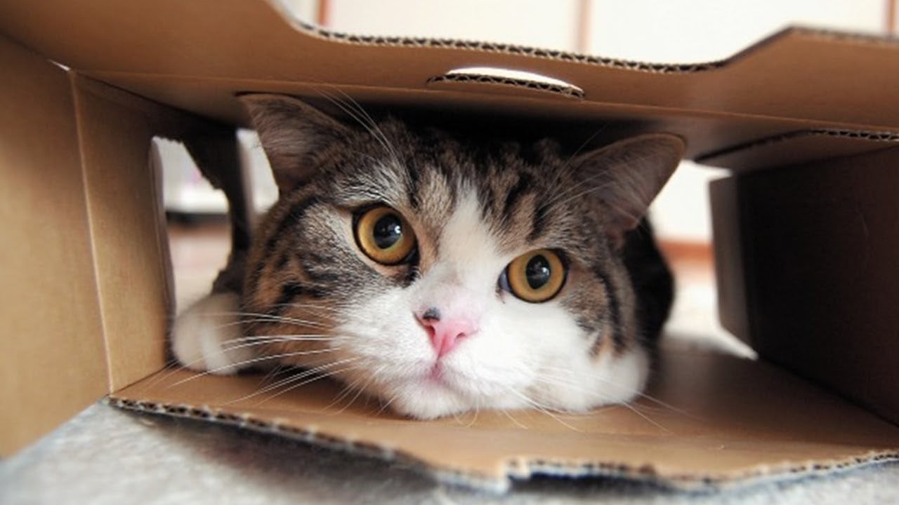 Maru the Youtube Cat
