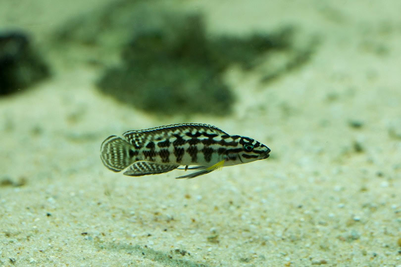 Masked Julie Cichlid