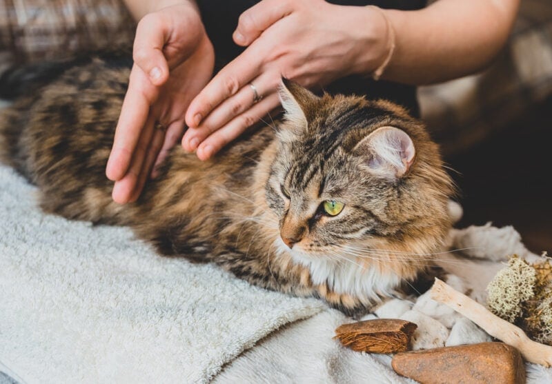 Massage-the-body-of-the-tabby-cat-with-the-edges-of-the-palms-of-your-hands-Ekaterina-Kuzovkova-Shutterstock-e1668594754680