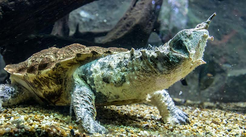 Mata Mata Turtle