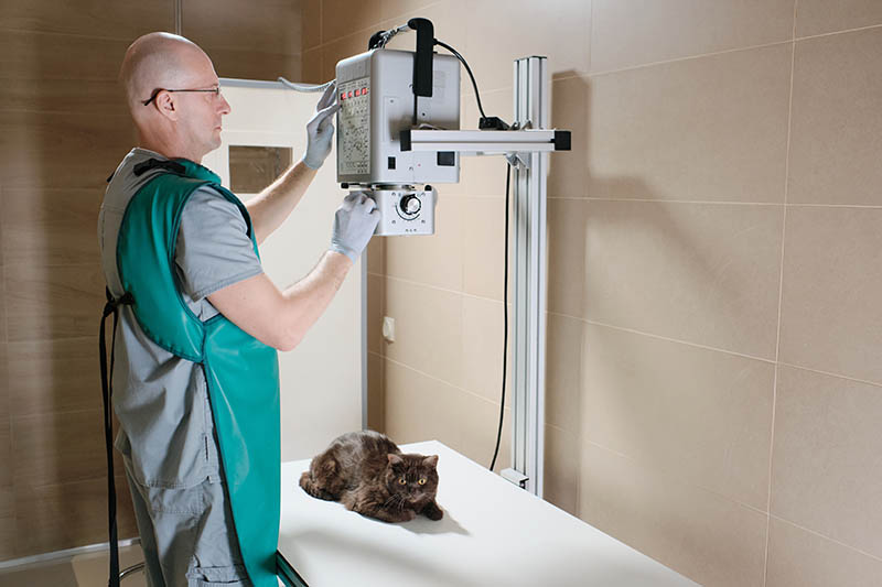 Mature vet in protective workwear making an x-ray of cat sitting on the couch