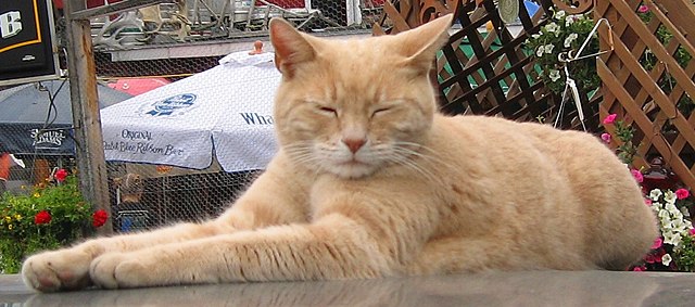 Mayor Stubbs Wikimedia Commons