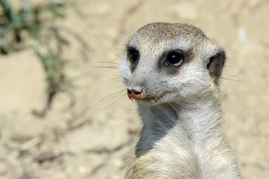 Meerkats side view close up_Pixabay