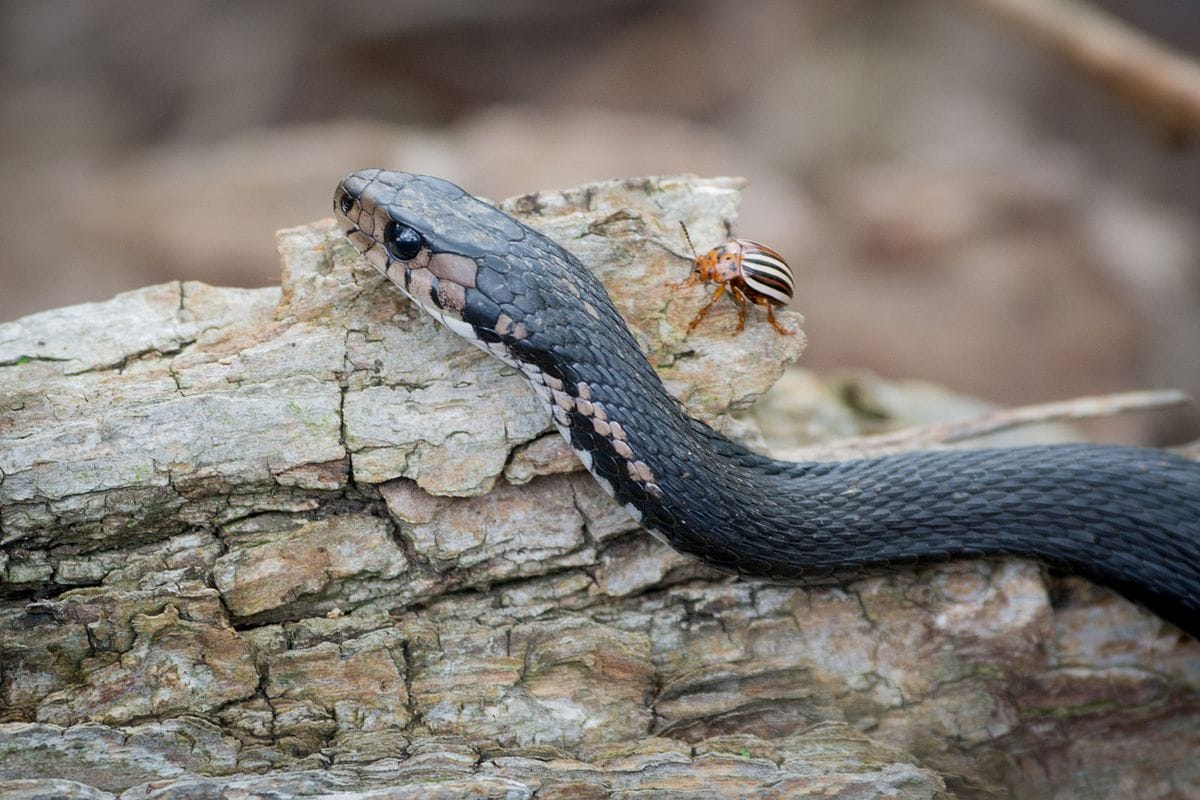 Melanistic Eastern Garter Snake (Thamnophis sirtalis sirtalis)