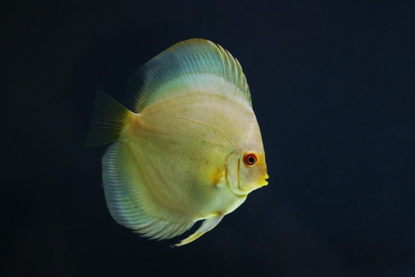 Mercury discus in the water