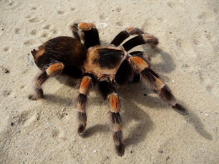 Mexican Red Knee