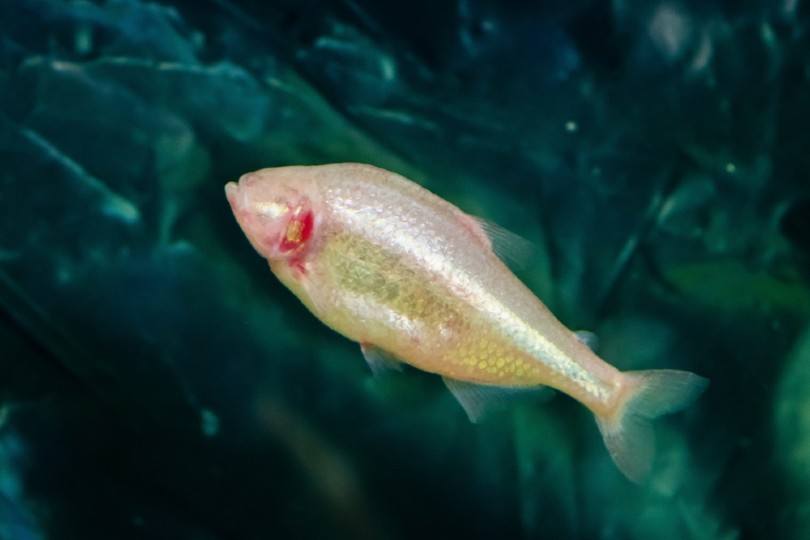 Mexican Tetra