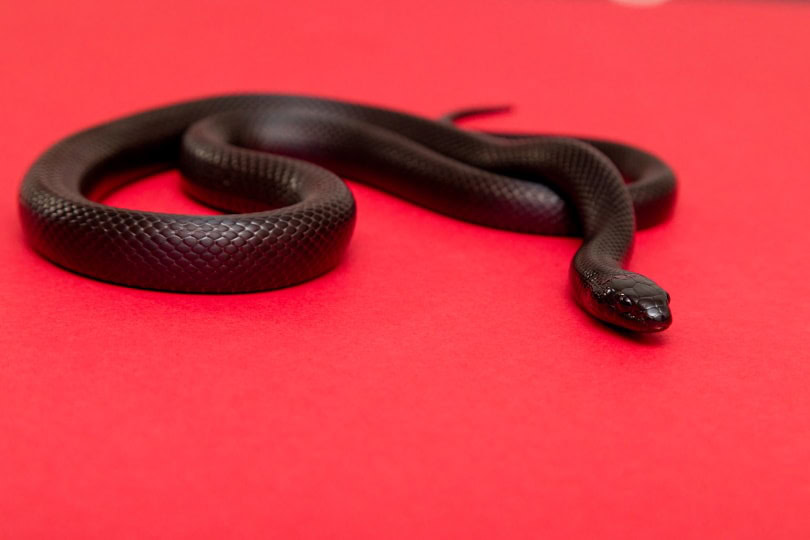 Mexican black king snake
