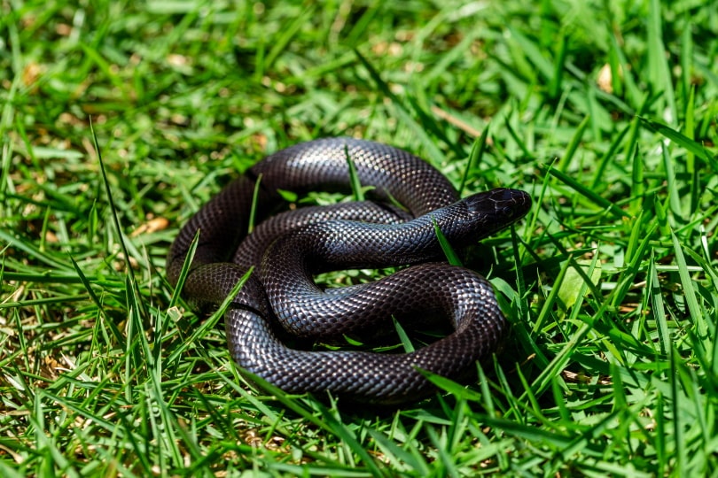 Mexican black kingsnake in grass