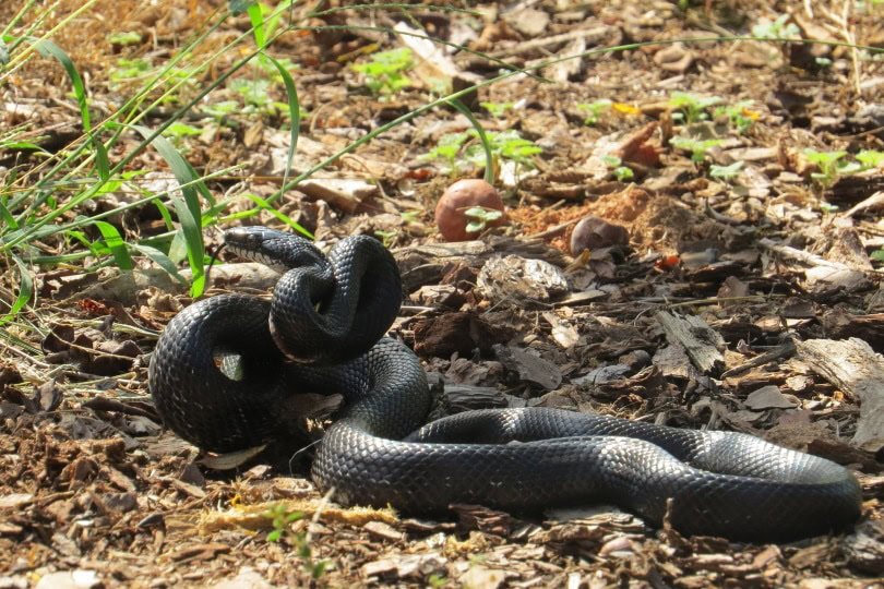 Mexican black kingsnake in wild