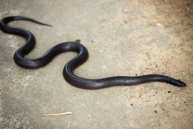 Mexican black kingsnake