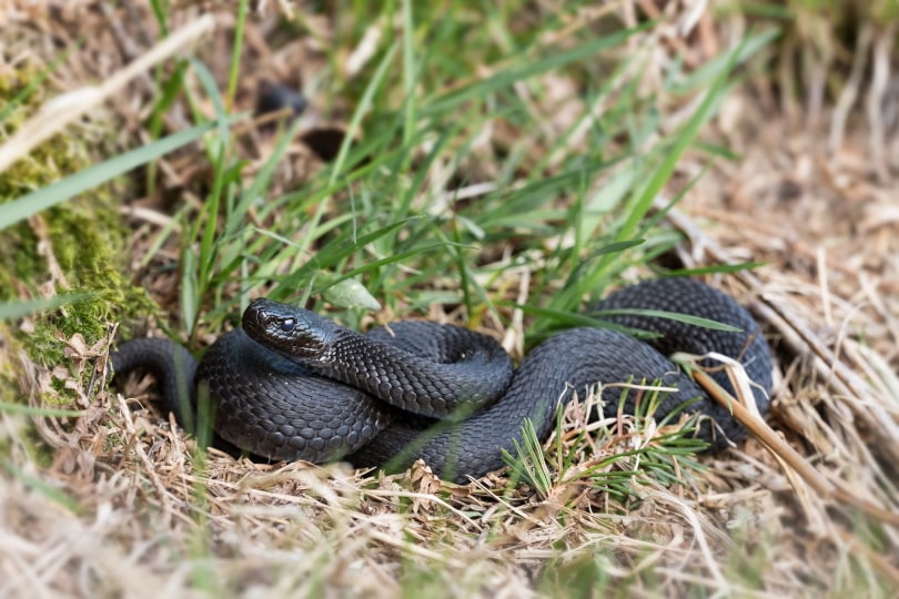 Mexican black kingsnake