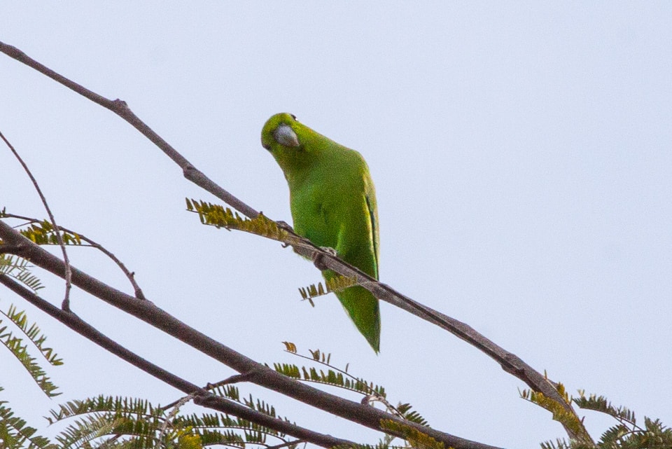Mexican_Parrotlet_(Forpus_cyanopygius)