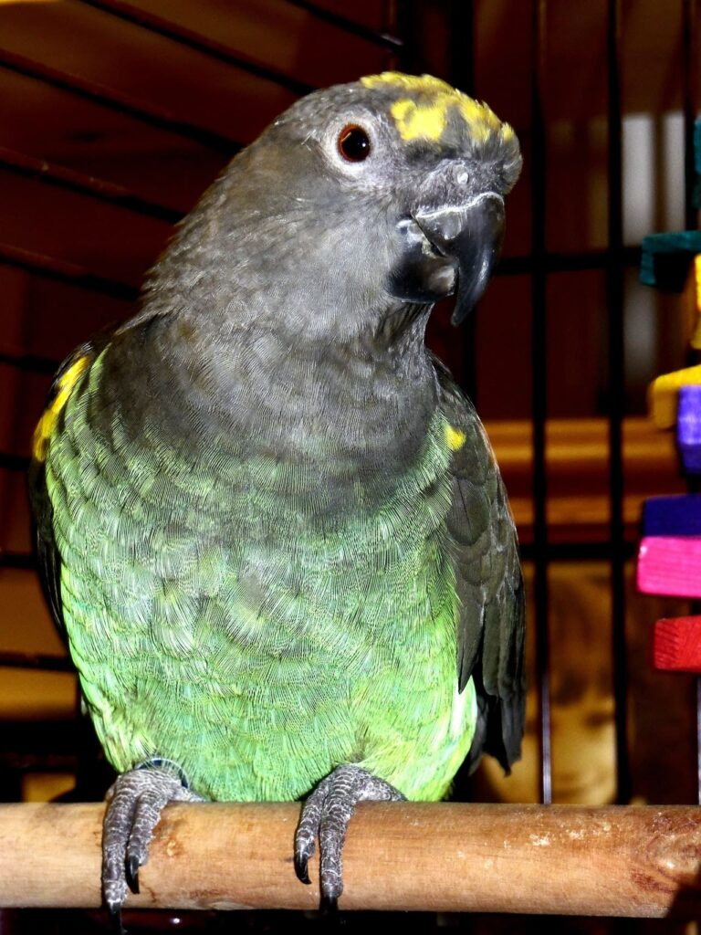 Meyer’s Parrot