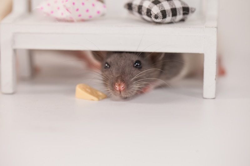 Mice Toy_shutterstock_Kseniia Vladimirovna