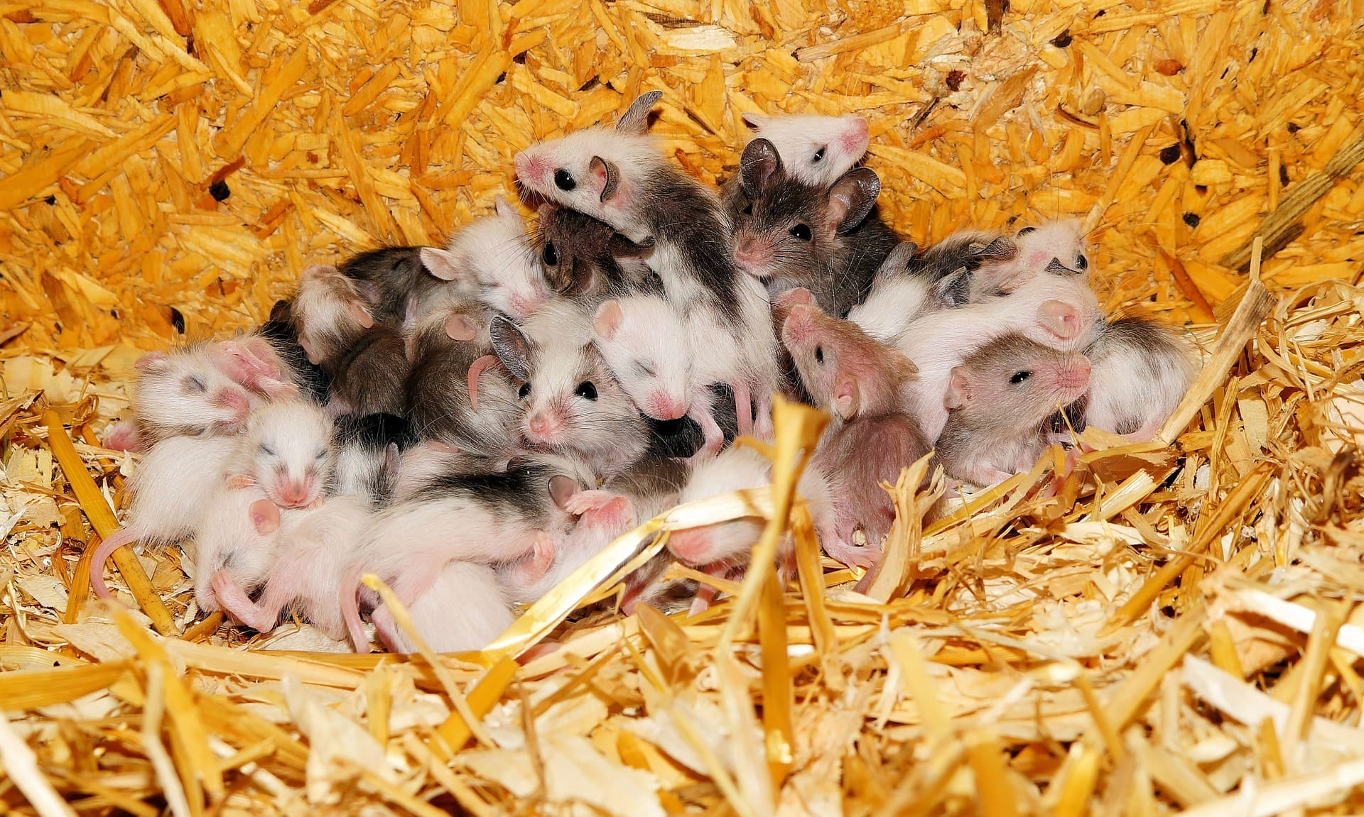 Mice