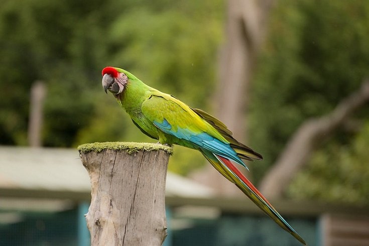 Military Macaw
