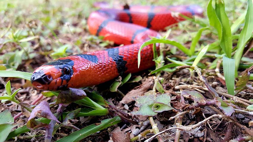 Milk Snakes