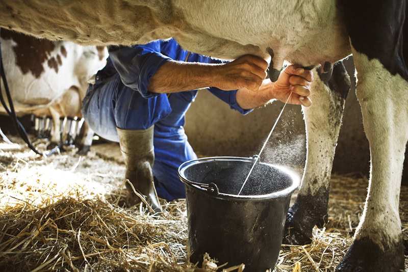 Milking Cow