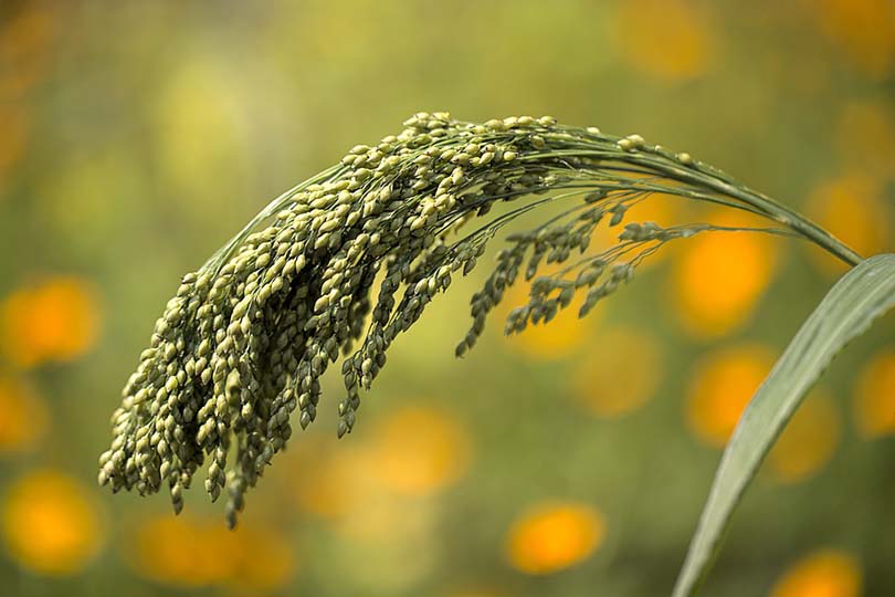 Millet