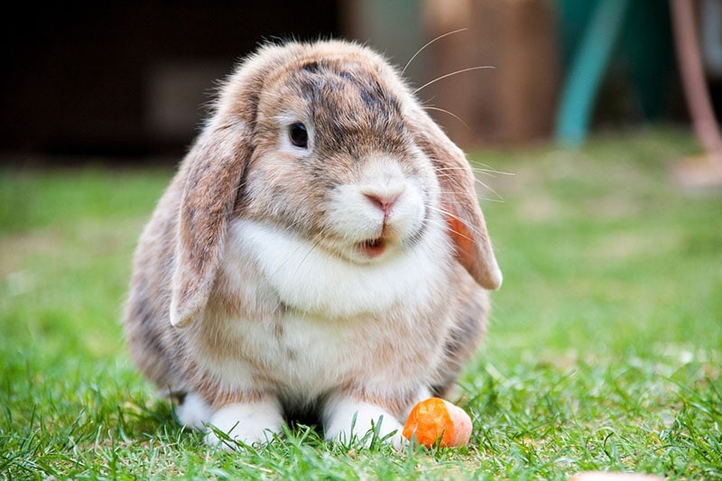 Miniature Dwarf Lop