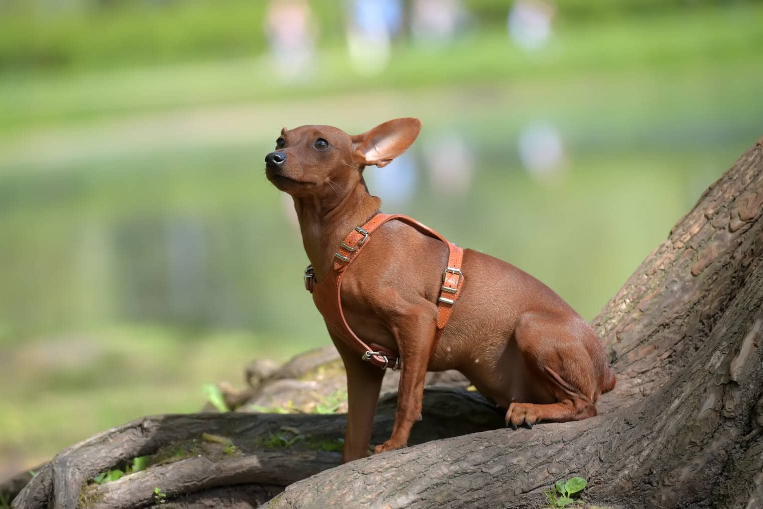 Miniature pischer Pin their Ears Back