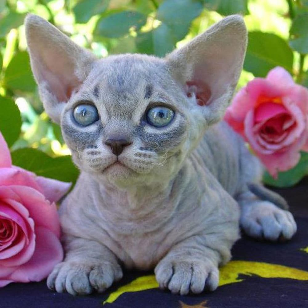 Minskin_Kitten_Female_blue_tabby_color-pattern_Paulmcsorley_Wikimedia Commons