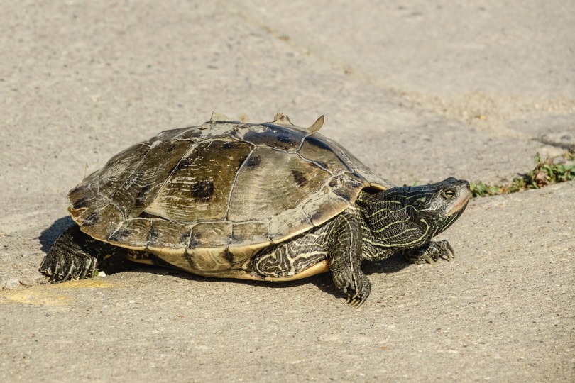 Mississippi map turtle