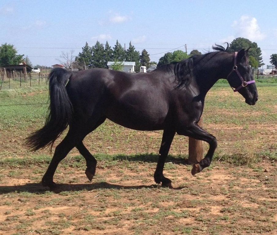 Missouri Fox Trotter 2