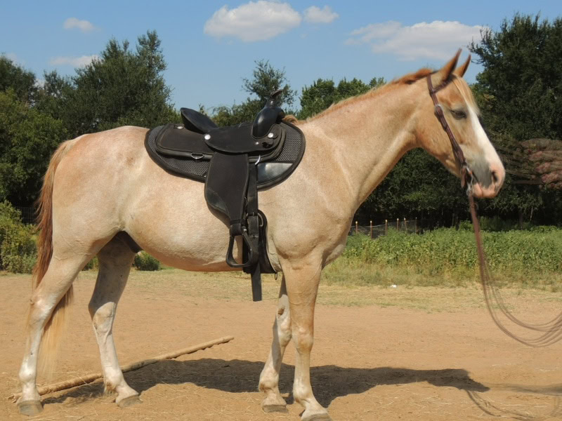 Missouri Fox Trotter walach