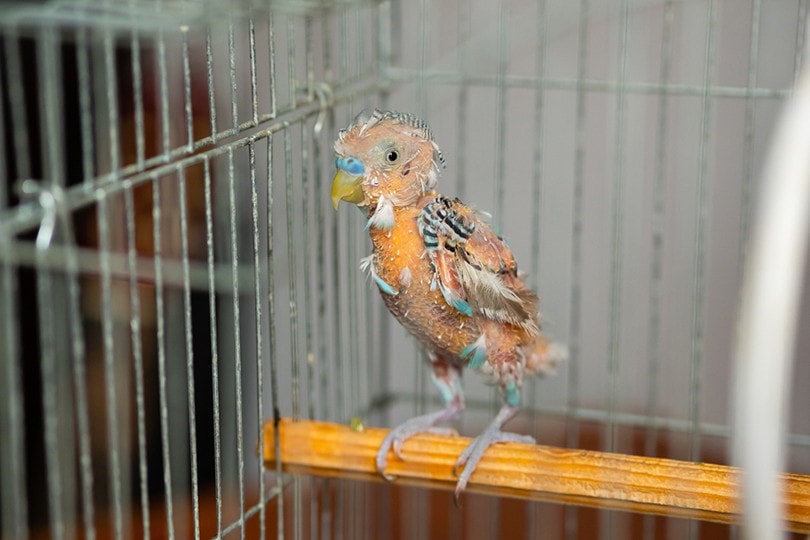 Molting Bird