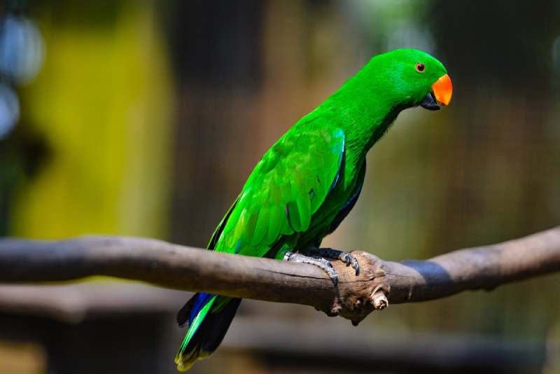 Moluccan Eclectus
